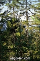 wbgarden alps 32